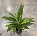 8" Aspidistra Cast Iron  